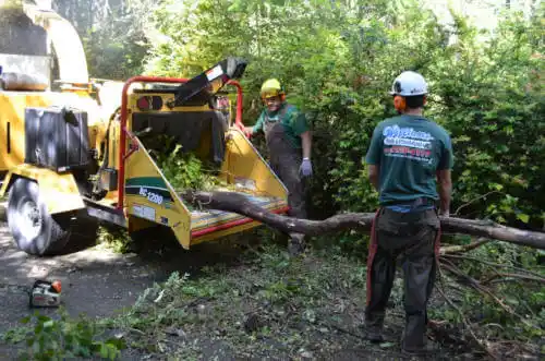 tree services Port Byron